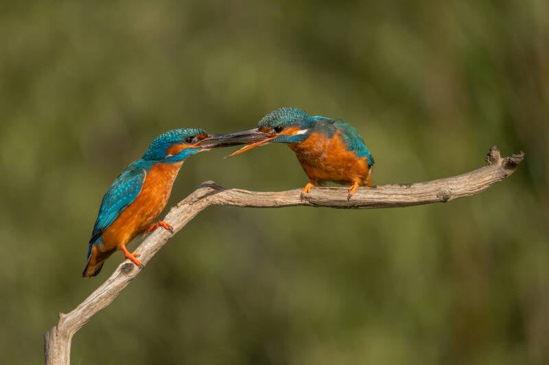 ijsvogel-1-40-standard-yzeeq5.jpg
