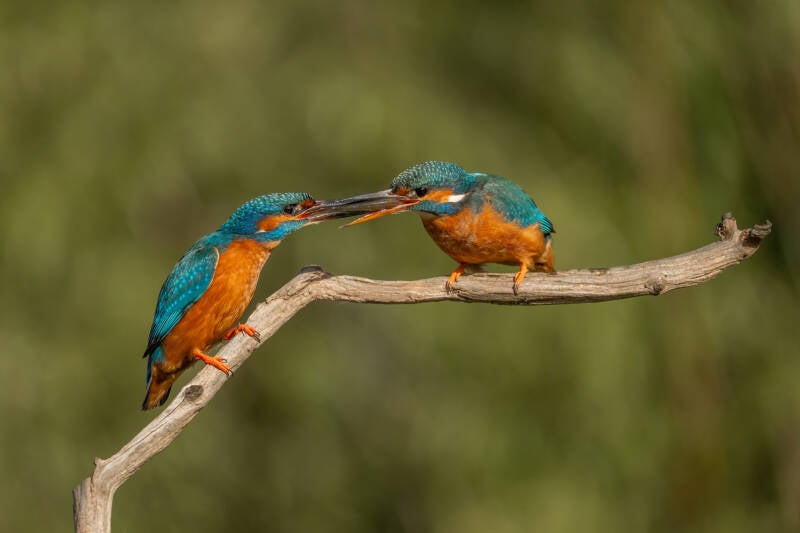 ijsvogel-1-41-standard-egk48k.jpg