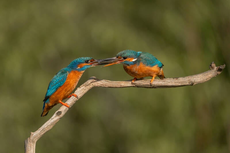 ijsvogel-1-42-standard.jpg