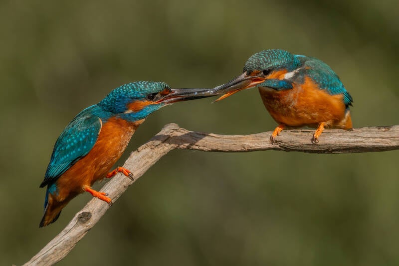 ijsvogel-1-43-standard.jpg