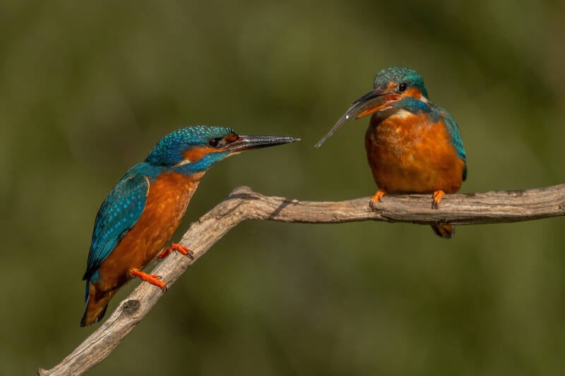 ijsvogel-1-44-standard-5ltsnp.jpg