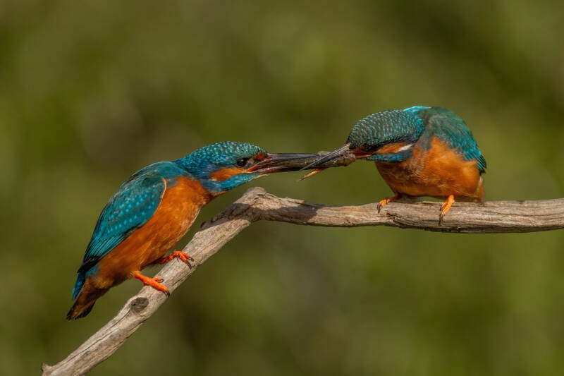 ijsvogel-1-45-standard.jpg