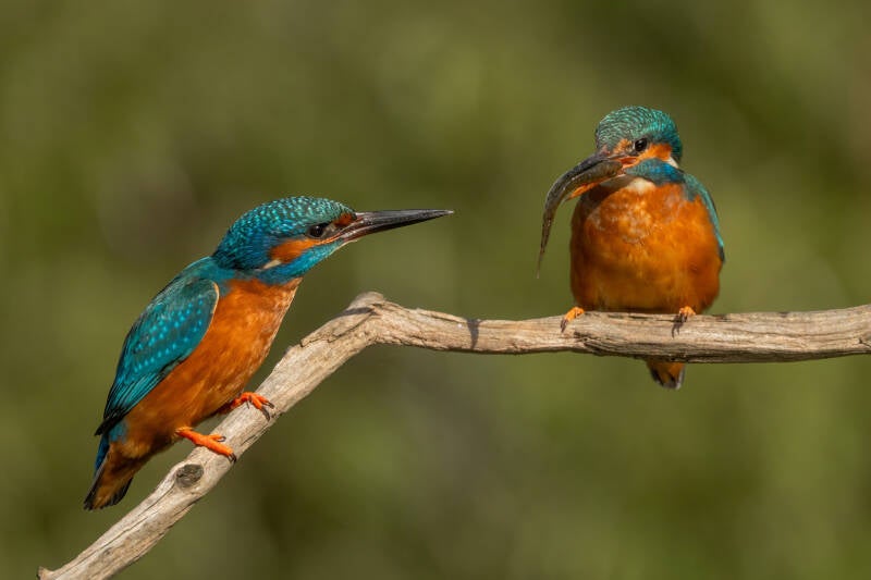 ijsvogel-1-46-standard-1voptk.jpg