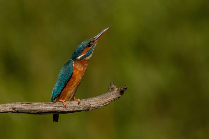 ijsvogel