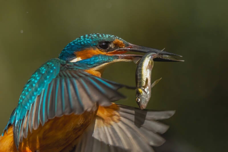 ijsvogel-1-50-standard.jpg