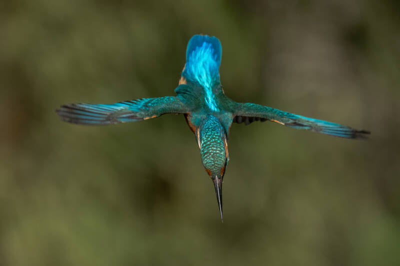 ijsvogel-1-51-standard.jpg