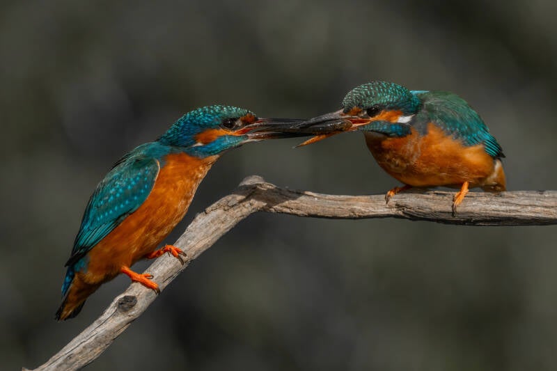 ijsvogel
