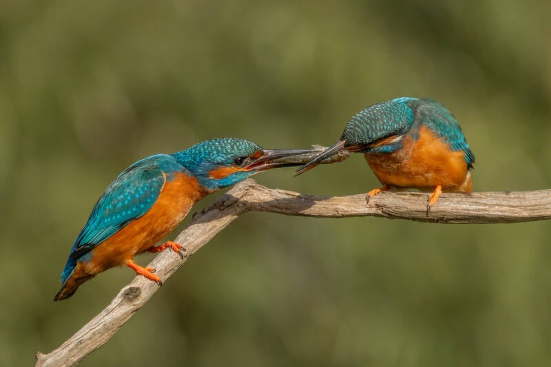ijsvogel-1-55-standard.jpg
