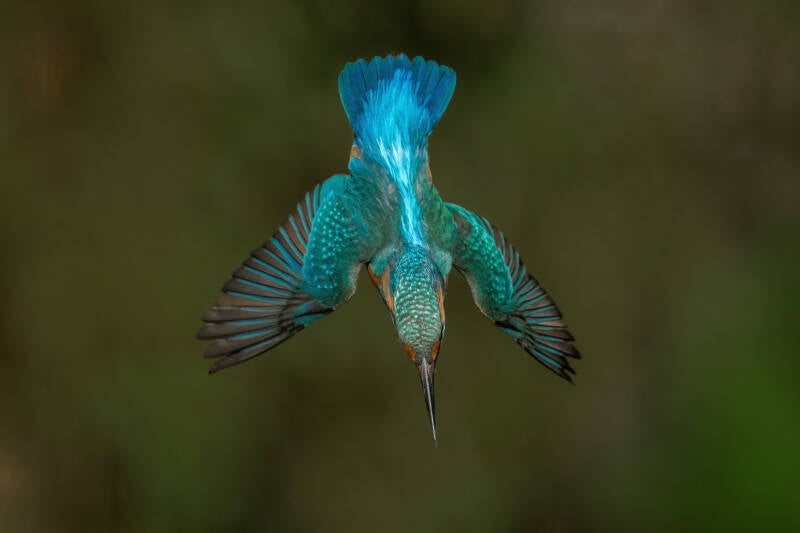ijsvogel-1-56-standard-ej44tz.jpg