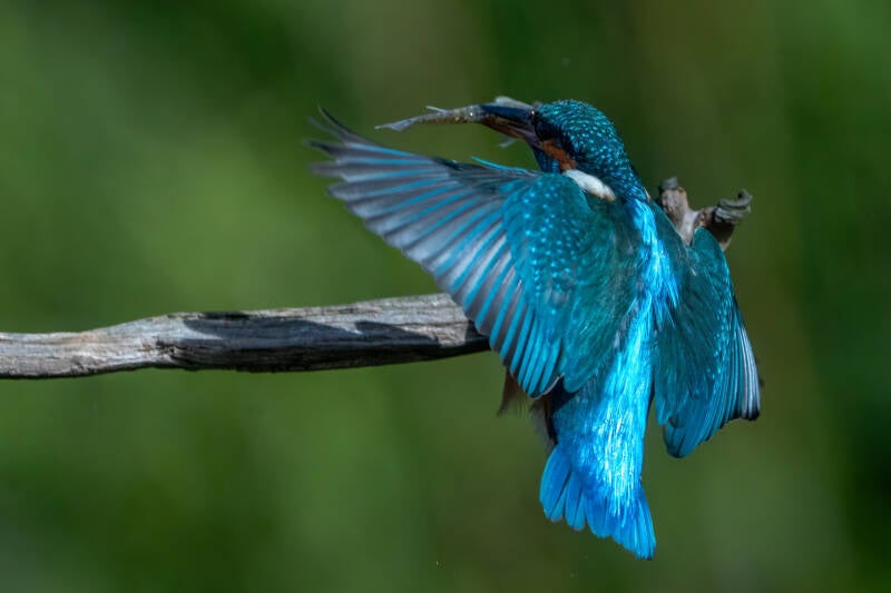 ijsvogel-1-57-standard.jpg