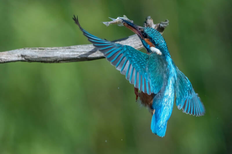 ijsvogel-1-58-standard-s4g5uq.jpg