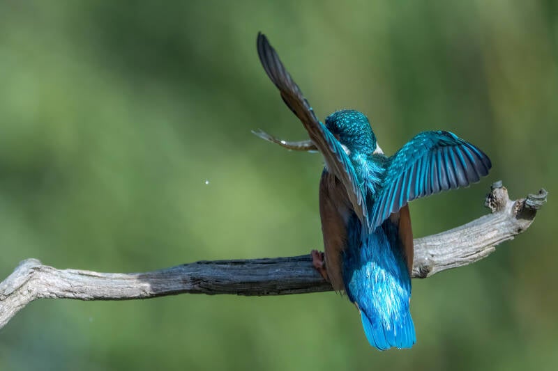 ijsvogel-1-59-standard-q293x3.jpg