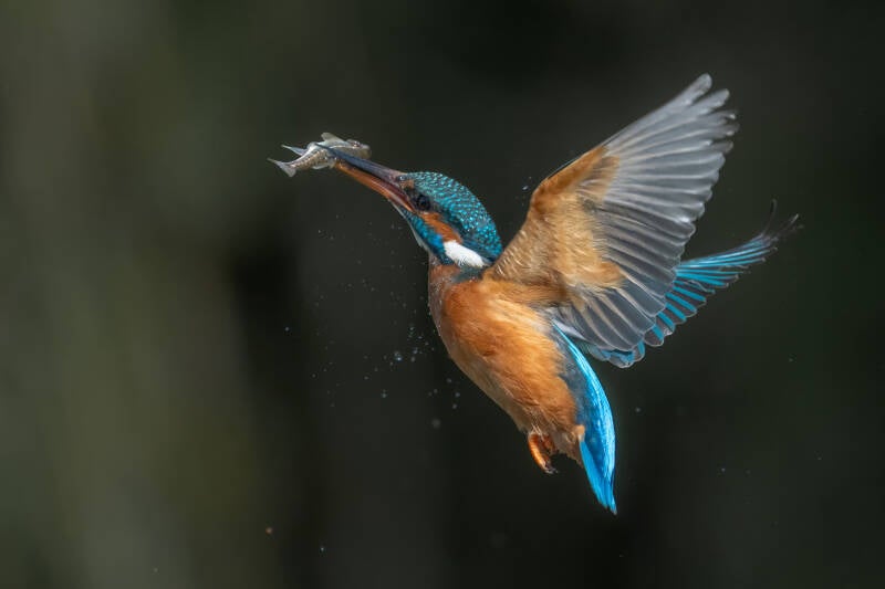 ijsvogel-1-60-standard.jpg
