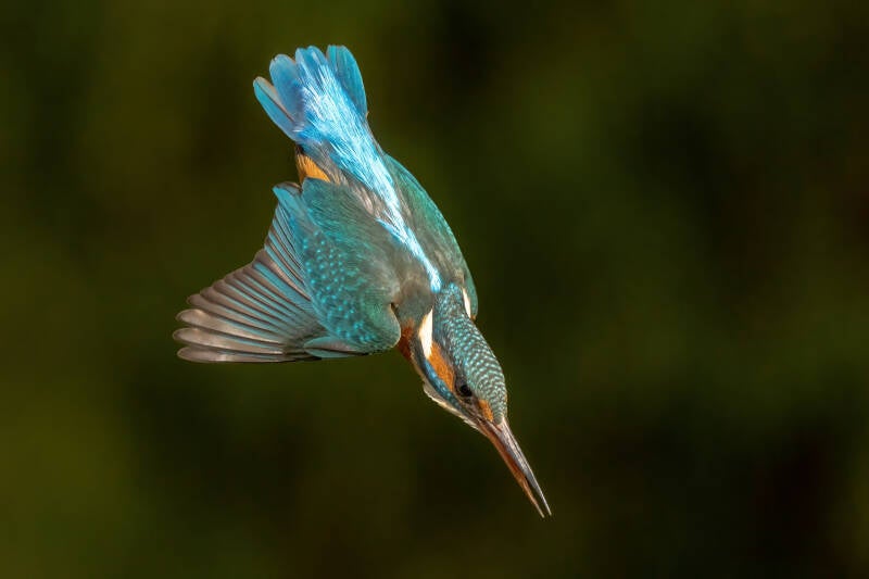 ijsvogel-1-61-standard-6mbb51.jpg