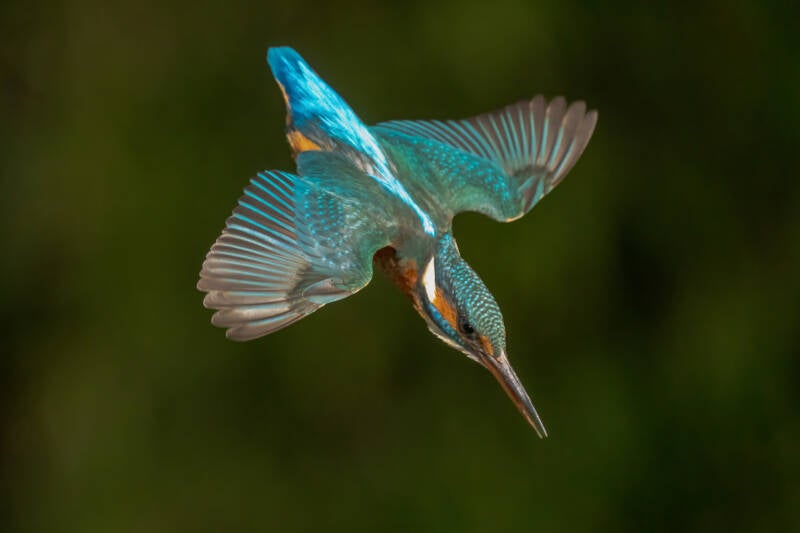 ijsvogel-1-62-standard-irsk3v.jpg