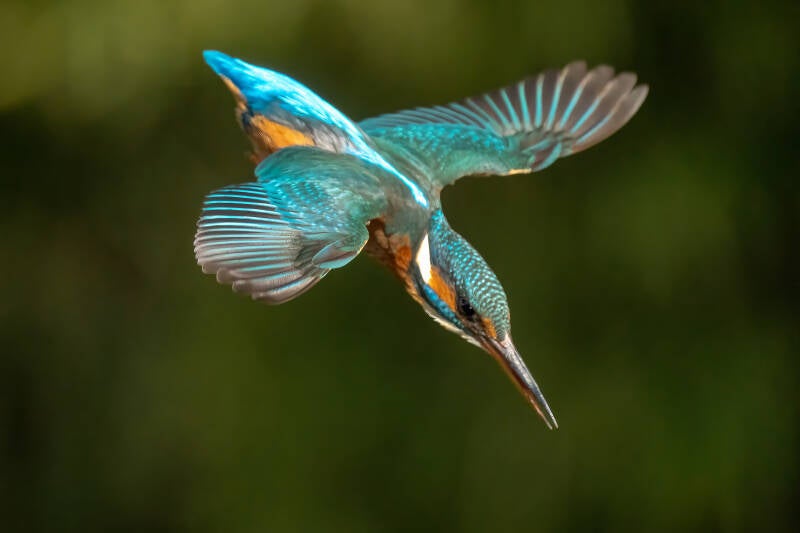 ijsvogel-1-63-standard.jpg