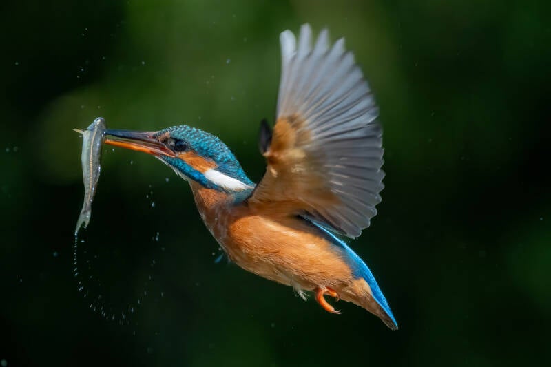 ijsvogel-1-64-standard-wp6z5j.jpg