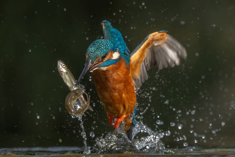 ijsvogel-1-66-standard-kjccmn.jpg