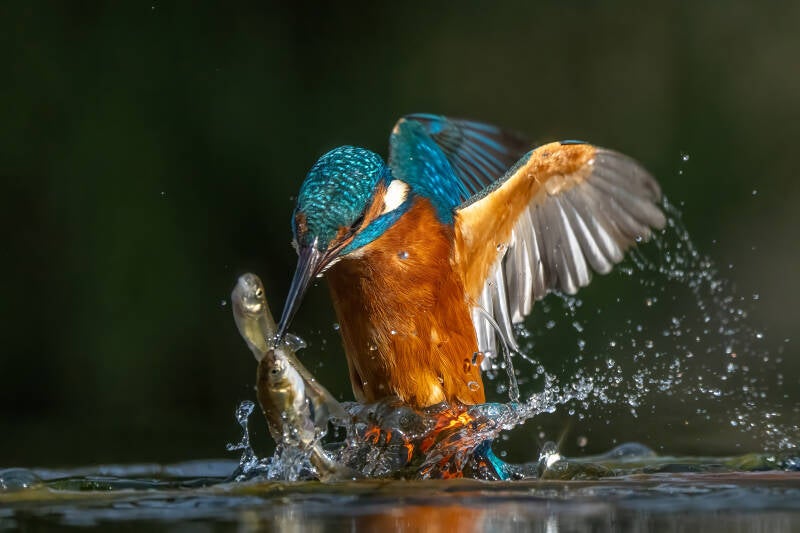ijsvogel-1-67-standard.jpg