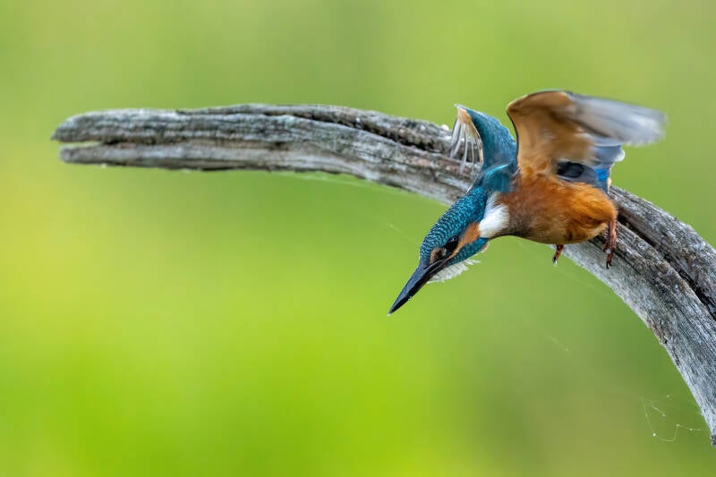 ijsvogel-diependal-2-standard.jpg