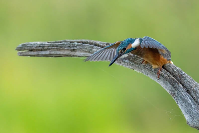 ijsvogel-diependal-3-2-standard.jpg