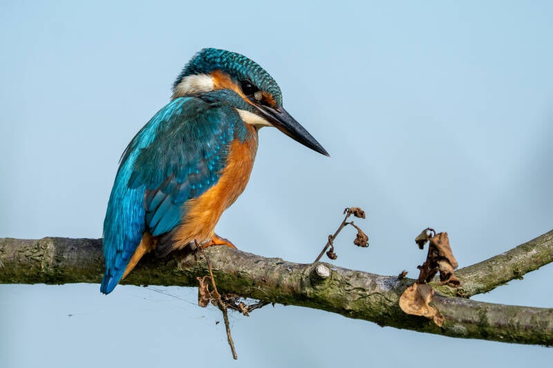 ijsvogel-diependal-3-standard.jpg