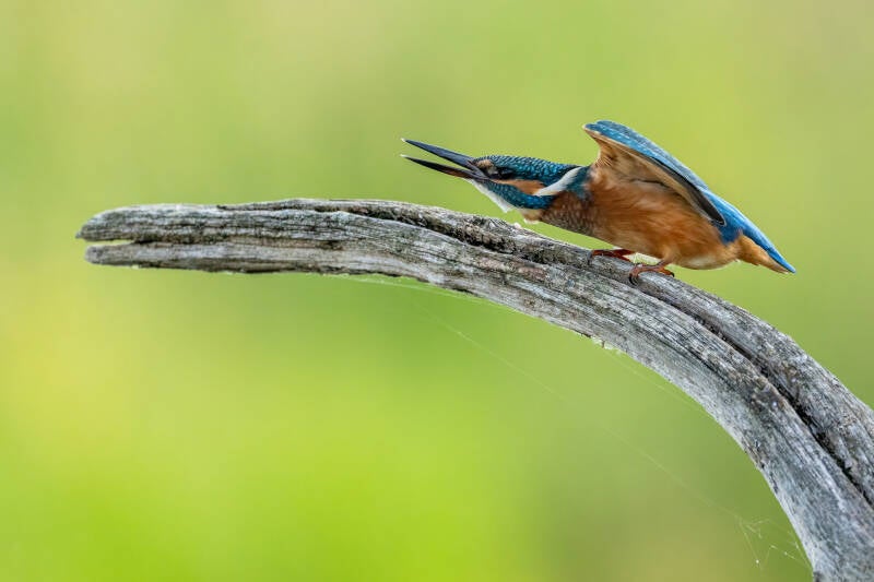 ijsvogel-diependal-4-standard.jpg