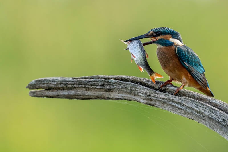 ijsvogel-diependal-6-standard.jpg