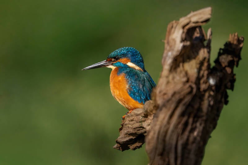 ijsvogel