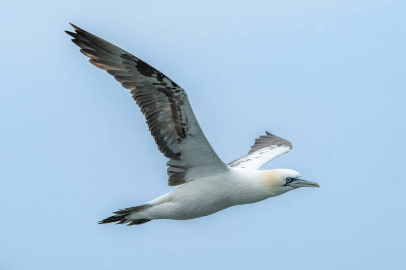 Jan-van-gent, Noordzee, 04-10-2022