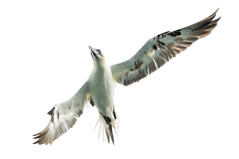 Jan-van gent, Noordzee boven Ameland, 29-09-2023