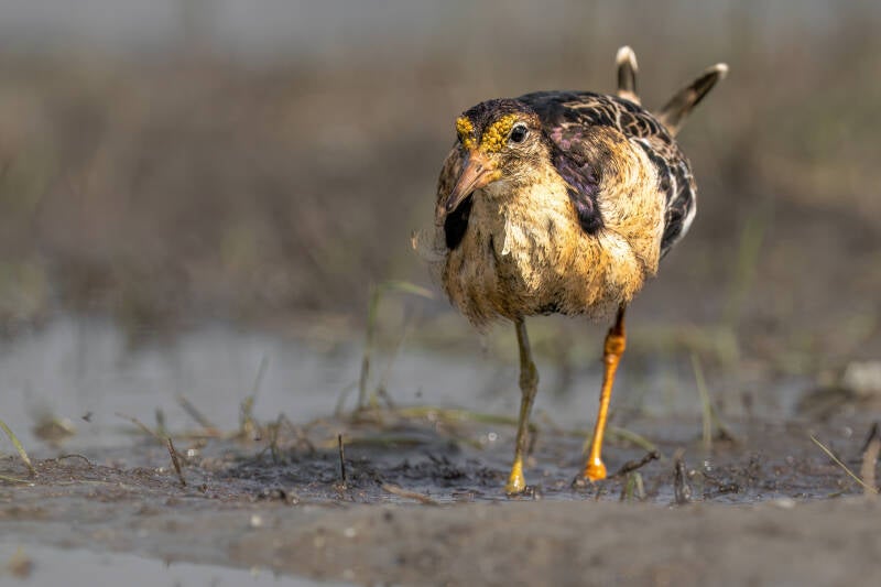 Kemphaan, Ezumakeeg, 25-05-2023