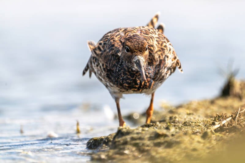 Kemphaan, Ezumakeeg, 19-04-2021