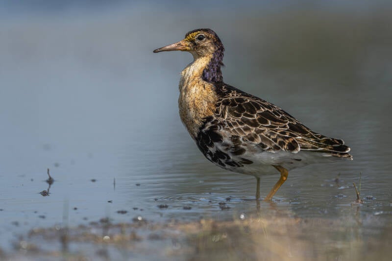Kemphaan, Ezumakeeg, 25-05-2023