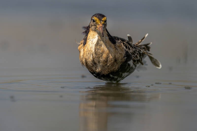 Kemphaan, Ezumakeeg, 25-05-2023