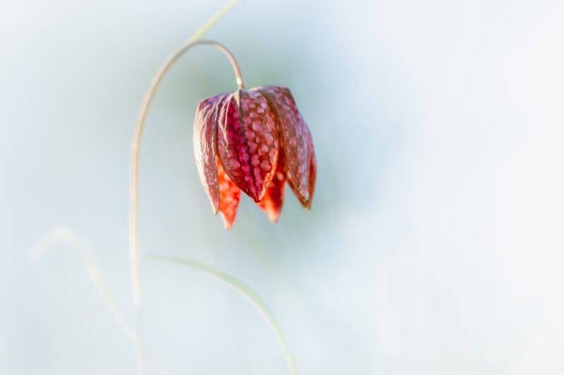 Kievitsbloem