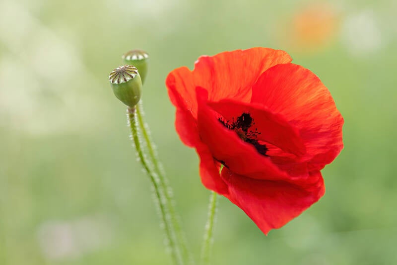 Klaproos, Groningen, 13-6-2024