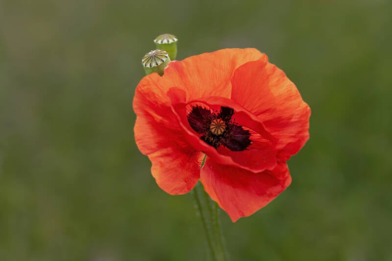 Klaproos, Groningen, 13-6-2024