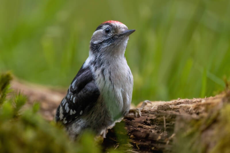 Kleine bonte specht, veluwe, 6-6-2024