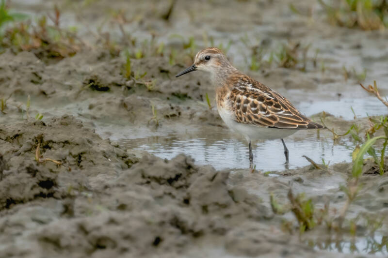 Kleine strandloper, Ezumakeeg, 17-09-2021