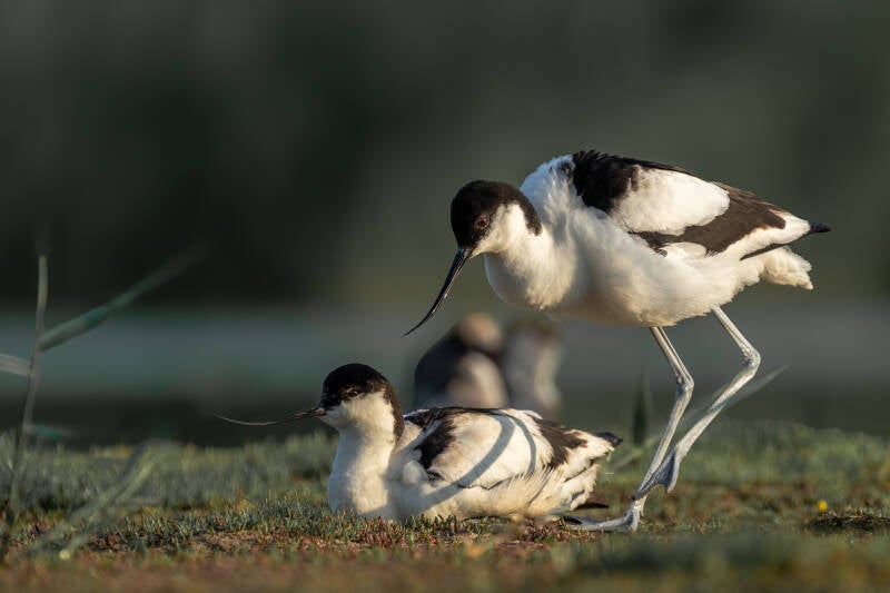 Kluut, Breebaartpolder, 23-05-2024