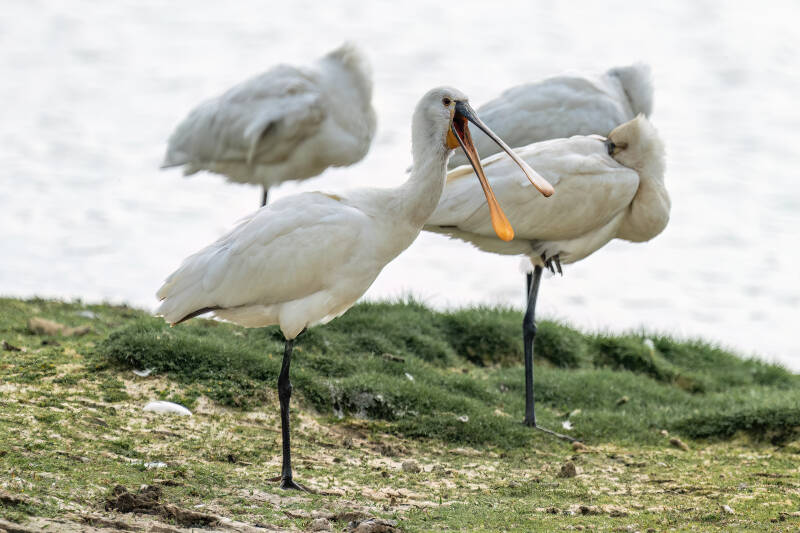 Lepelaar, Breebaartpolder, 23-05-2024