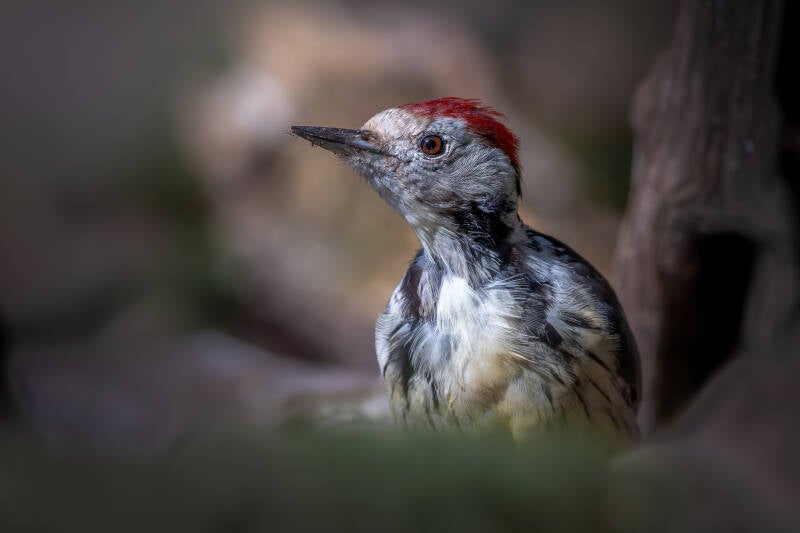 Middelste bonte specht, Lemelerberg, 14-09-2023