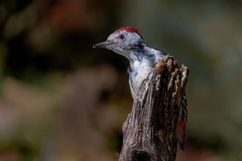 Middelste bonte specht, Lemelerberg, 14-09-2023