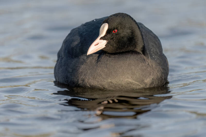 Meerkoet, Paterswoldsemeer, 18-12-2022