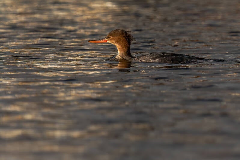 Middelstezaagbek, Lauwersoog, 28-11-2023