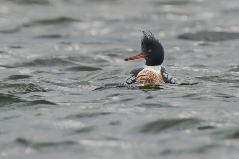 Middelste zaagbek, Lauwersoog, 05-02-2022
