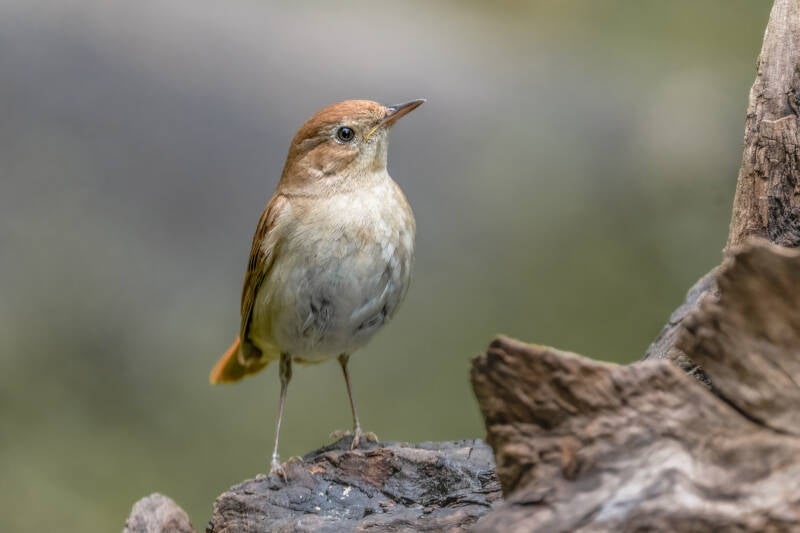 Nachtegaal, Vledder, 25-05-2022