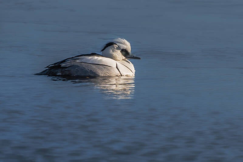 Nonnetje, Onlanden, 12-02-2021