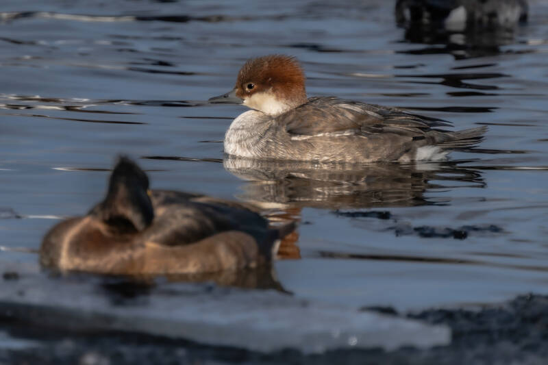 Nonnetje, Paterswoldse meer, 11-02-2021